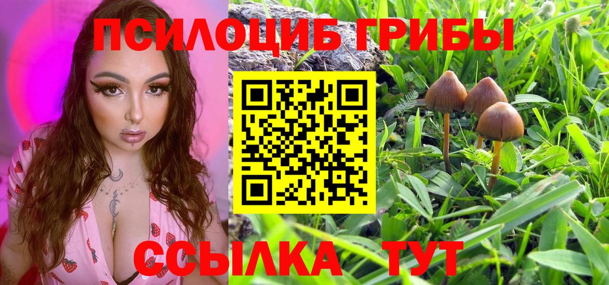 Псилоцибиновые грибы Cubensis Черногорск